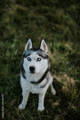 Siberian husky in the meadow