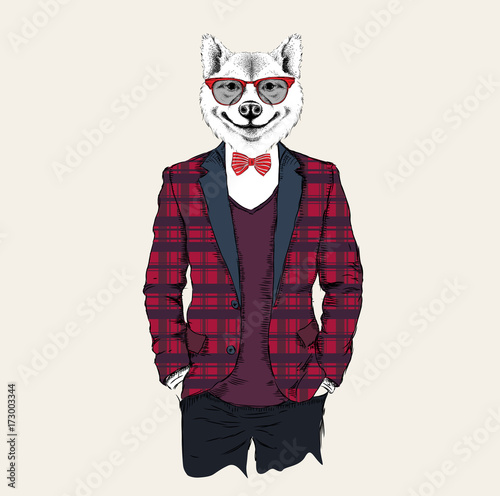 Illustration of akita inu dog hipster dressed up in jacket  pants and sweater. Vector illustration