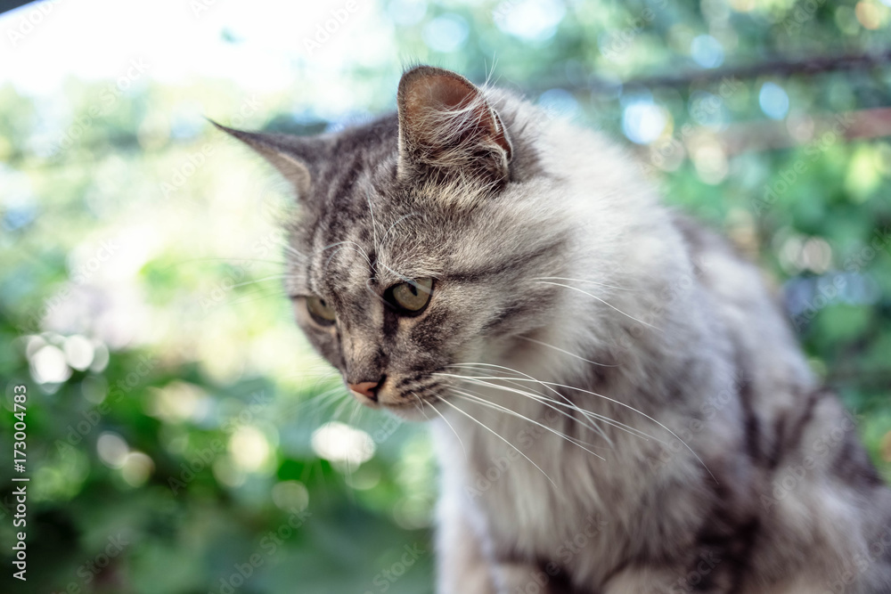 Fototapeta premium Portrait of a beautiful gray cat with green eyes in the countryside