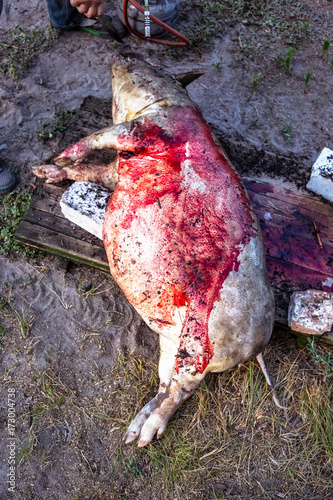 Burning a domestic pig before cutting. Removal of pig hair.