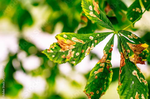 Sick horse chestnut leaves in summer photo