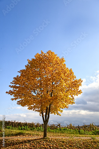 HerbstLeuchten