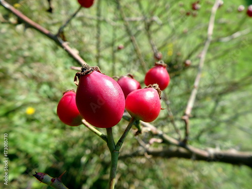 Red fruit of wild rose,(Rosa canina), Wild rose-hips on the bush