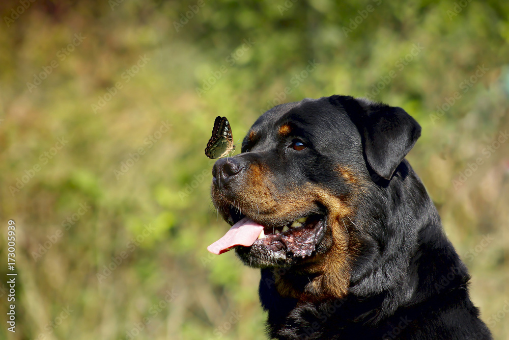 Rottweiler - Perfect Breed Representative Rottweiler - Perfect Breed Representative
