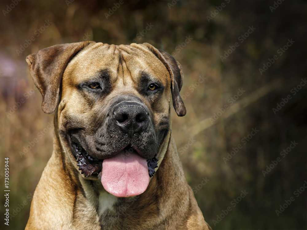 Boerboel - Head portrait - South African