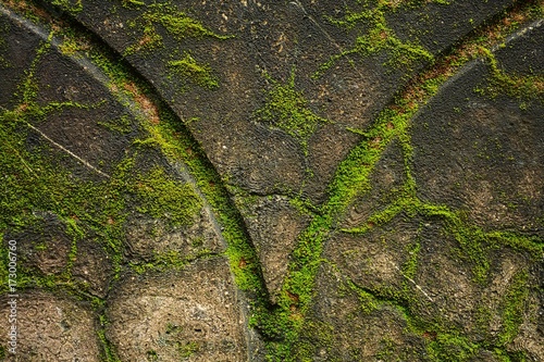 Green moss at old wall
