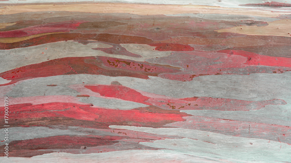 Colorful abstract of eucalyptus tree bark