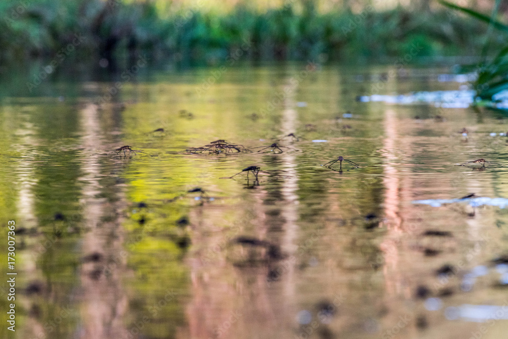 Fototapeta premium water gauge floating on water