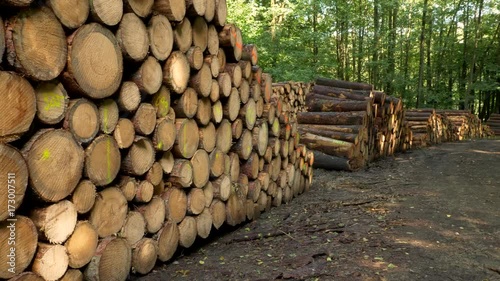 Heaps of cut wood in forest