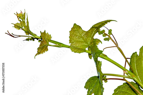 jeune pampre de vigne sur fond blanc  photo