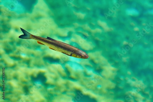 Fotografía European Chub (Squalius Cephalus)