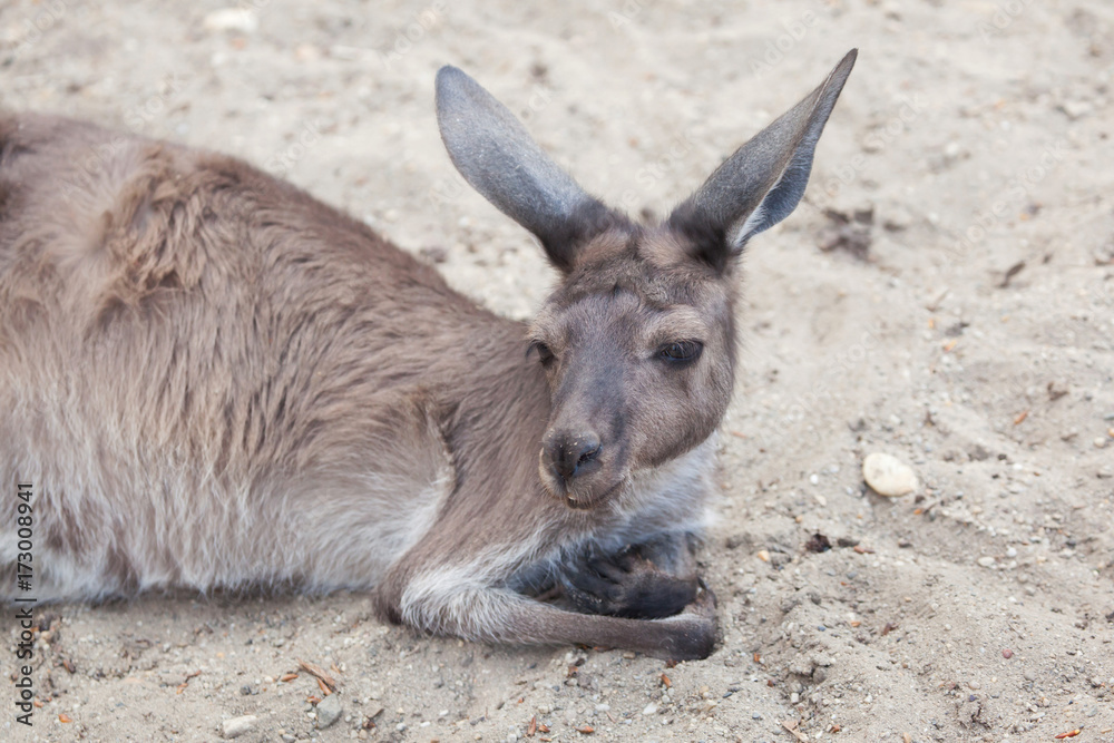 Western grey kangaroo (Macropus fuliginosus melanops)