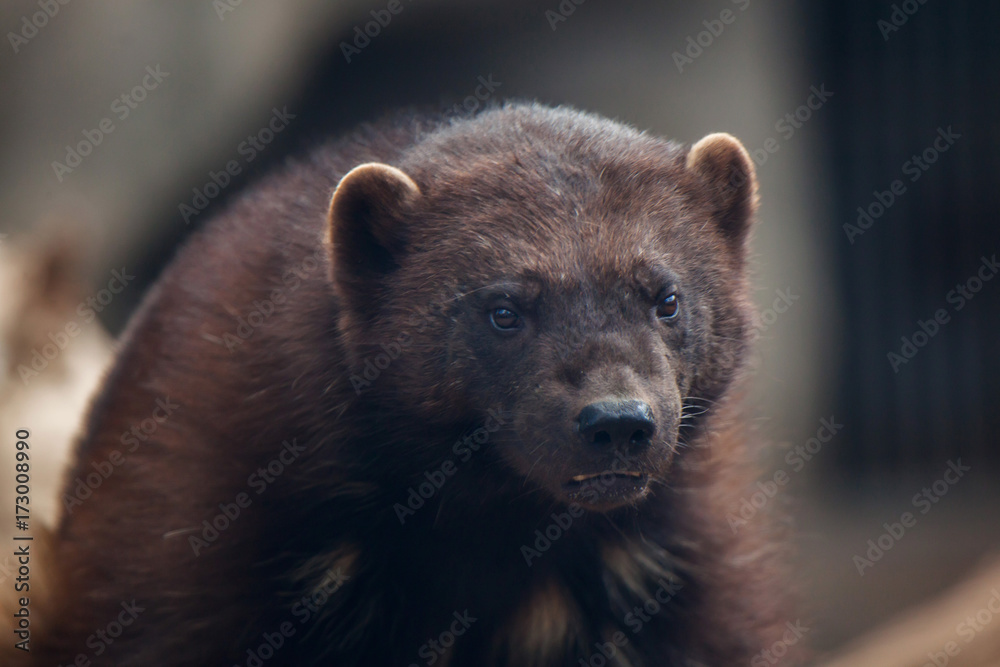 Wolverine (Gulo gulo)