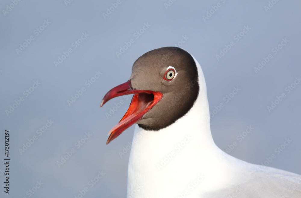 Fototapeta premium A side view of a seagull