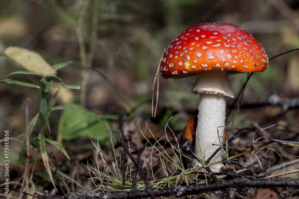Young and small Amanita Muscaria close up in landscape Young and small Amanita Muscaria close up in landscape