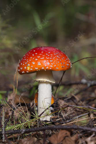 Young and small Amanita Muscaria close up in horizontal