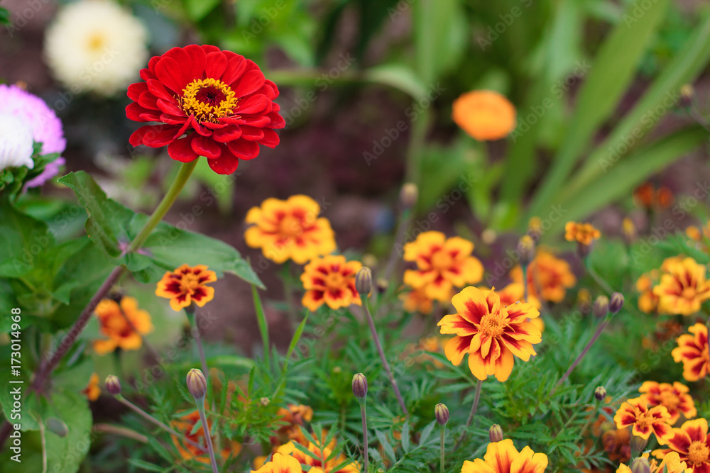 Bright colorful close up of one red beautiful flower of the zinnia elegance or common zinnia in the garden, top view, on the green leaves and marigolds bokeh background Bright colorful close up of one red beautiful flower of the zinnia elegance or common zinnia in the garden, top view, on the green leaves and marigolds bokeh background