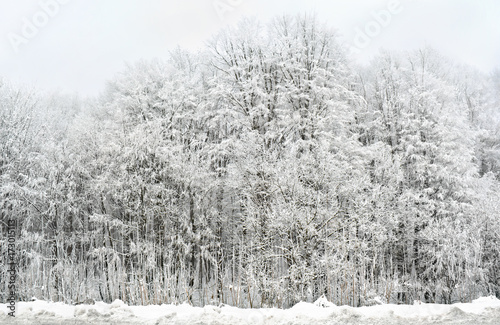 Winter deciduous forest covered hoarfrost and snow photo