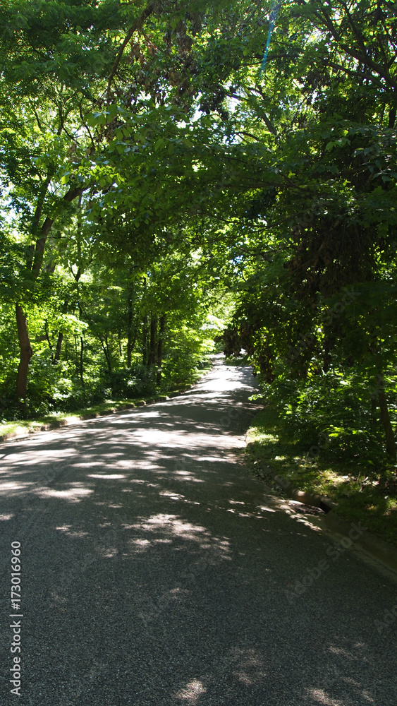 road in a park