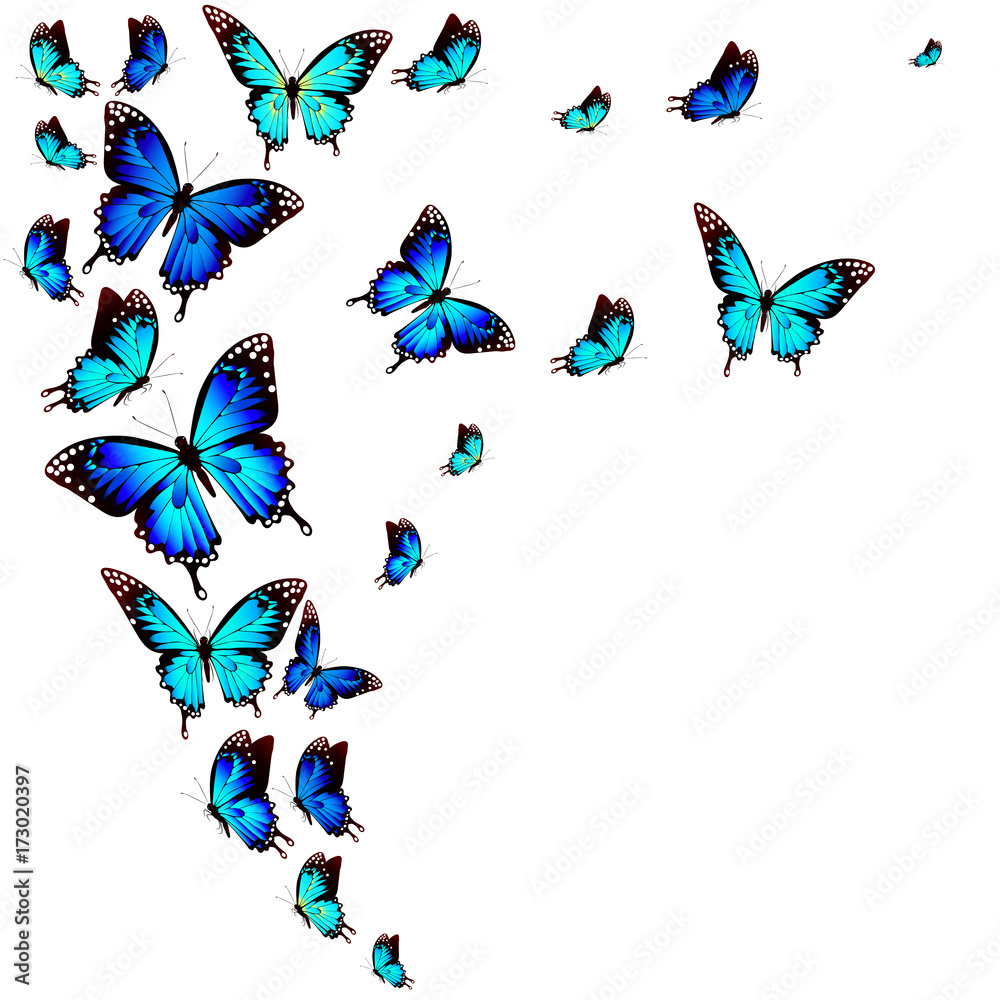 Obraz premium piękne niebieskie motyle, na białym tle