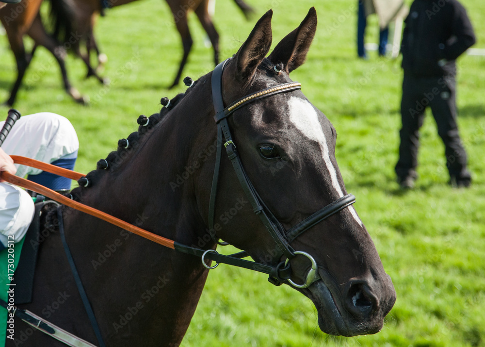 Obraz premium racehorse close-up portrait on the race track