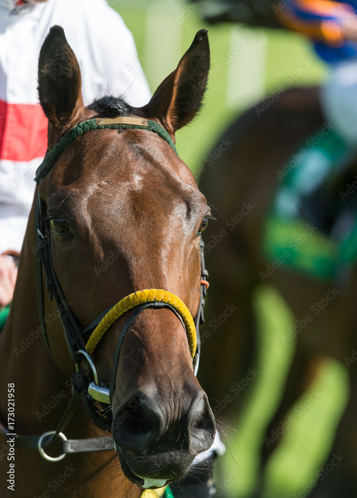 Fototapeta premium Race horse portrait 