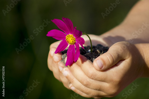 Child`s hands hold flowers on a sunny day. A children's hobby and activity is planting flowers in a garden.