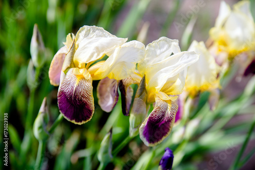 Fototapeta Naklejka Na Ścianę i Meble -  Yellow irises of GO FOR BOLD variety 