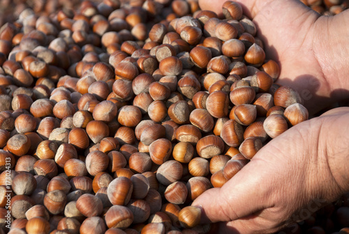 Hazelnuts