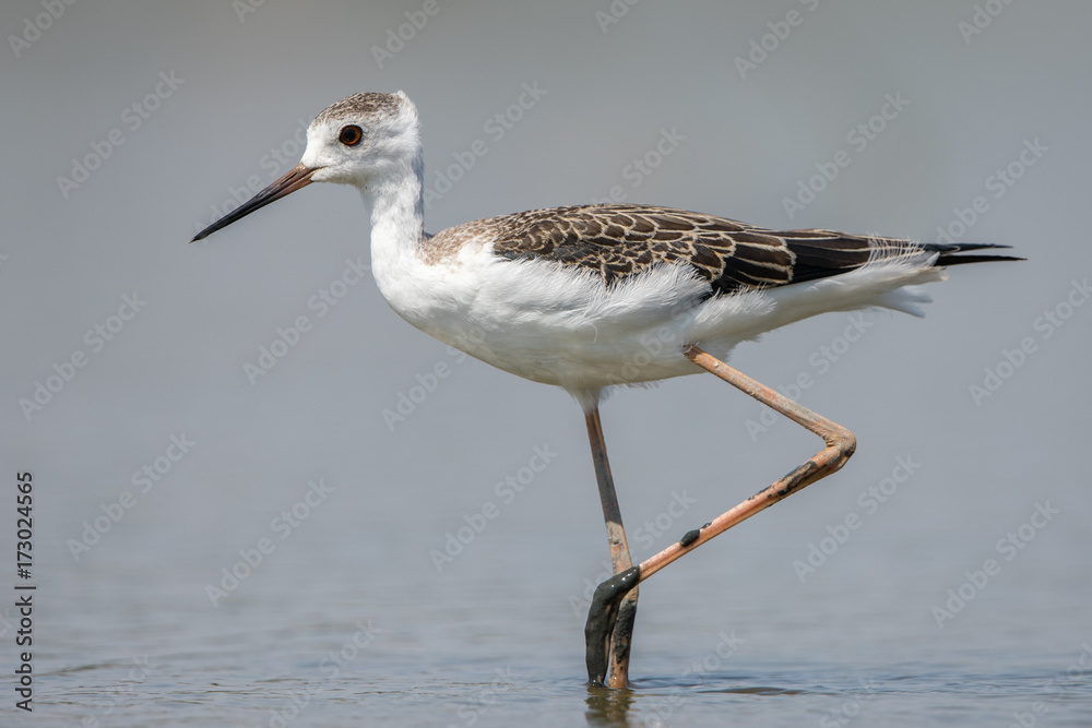 Obraz premium Black-winged Stilt