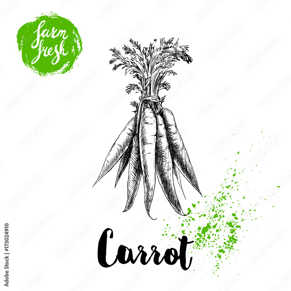 Hand drawn sketch style carrot bunch with leafs poster. Vintage looking  root isolated on white background. Vector farm fresh market vegetables  illustration. Stock Vector | Adobe Stock