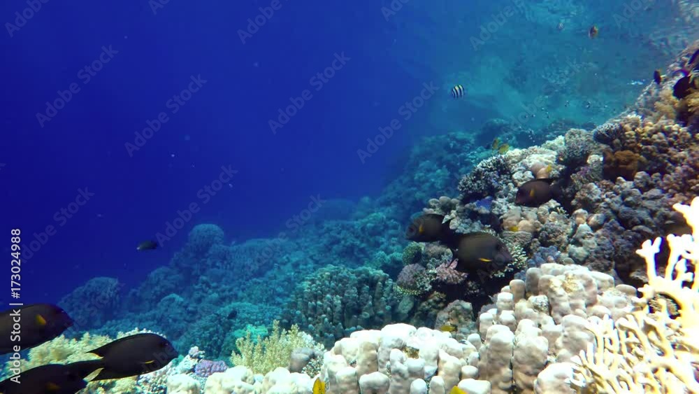 Diving. Tropical fish and coral reef. Underwater life in the ocean. Colorful corals and fish. Diving. Tropical fish and coral reef. Underwater life in the ocean. Colorful corals and fish.