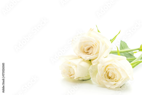 Fototapeta Naklejka Na Ścianę i Meble -  white rose on white background