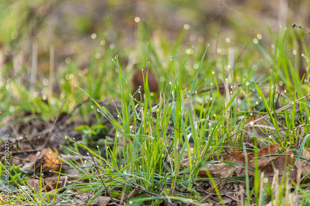 Background of real fresh spring grass with waterdrops on it.