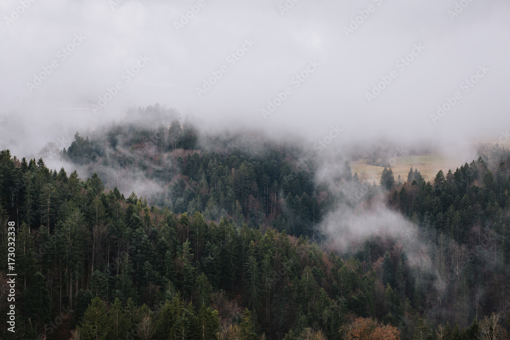 Herbstlicher Wald mit Nebel