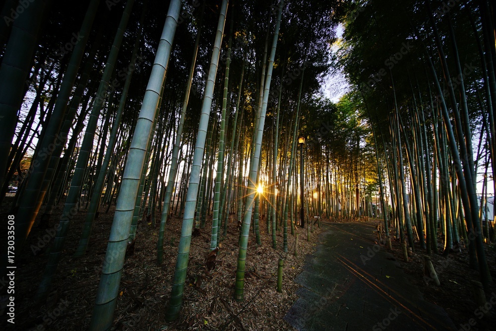 Fototapeta premium 夕暮れの竹林