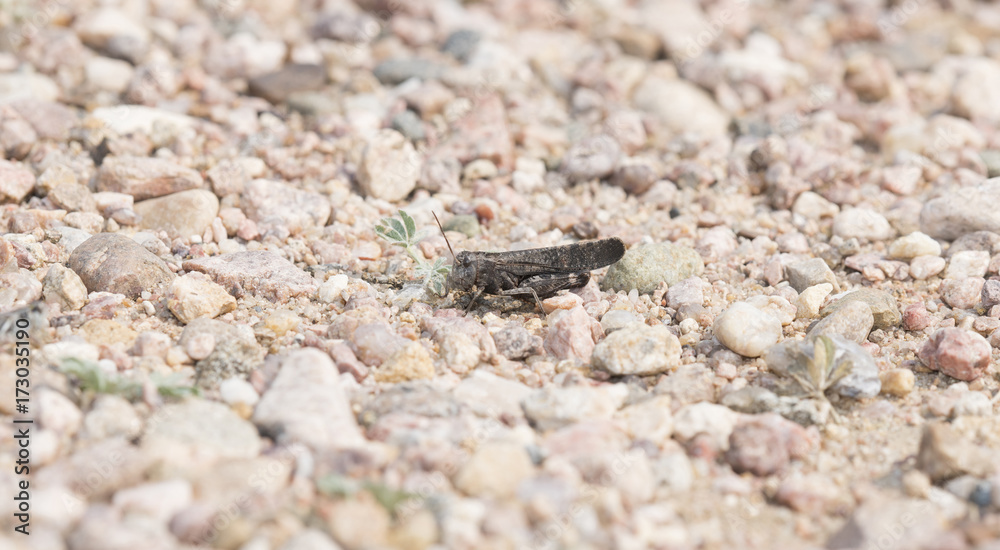 Red-winged Grasshopper (Arphia pseudonietana) on Rocky Ground in Colorado Red-winged Grasshopper (Arphia pseudonietana) on Rocky Ground in Colorado
