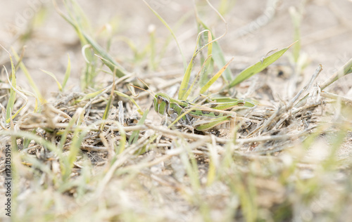 Handsome Grasshopper  Syrbula admirabilis  in Vegetation in Colorado