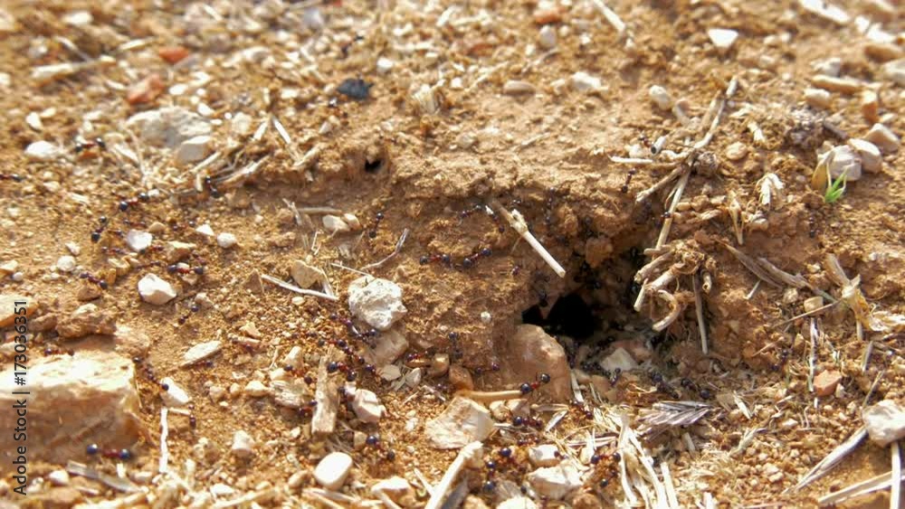 Ants working together in harmony carrying materials in ants hole on sunny day. Ants working together in harmony carrying materials in ants hole on sunny day.