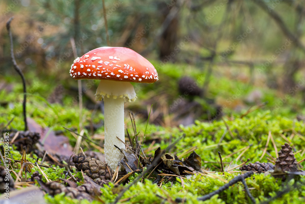 Close-up photo of red toadstool with white dots between needle and moss in forest in autumn or summer Close-up photo of red toadstool with white dots between needle and moss in forest in autumn or summer