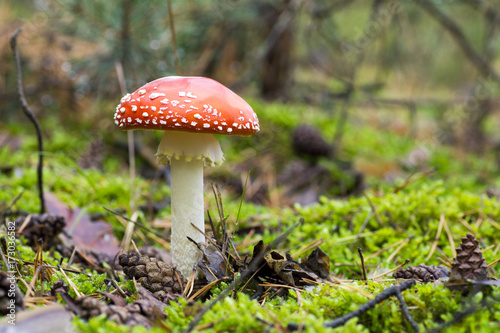 Close-up photo of red toadstool with white dots between needle and moss in forest in autumn or summer