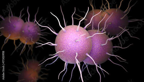 Neisseria gonorrhoeae Bacteria photo