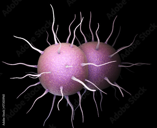 Neisseria gonorrhoeae Bacteria photo