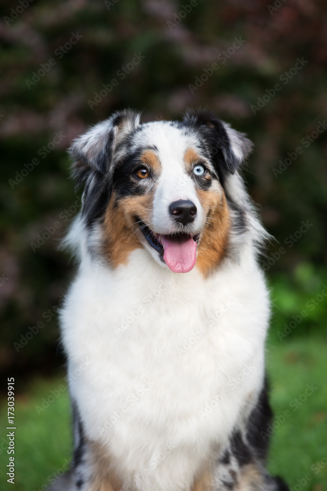 australian shepherd dog portrait