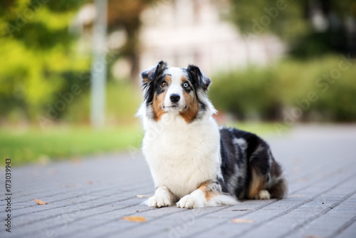 Fototapeta Naklejka Na Ścianę i Meble -  adorable australian shepherd lying down in the park
