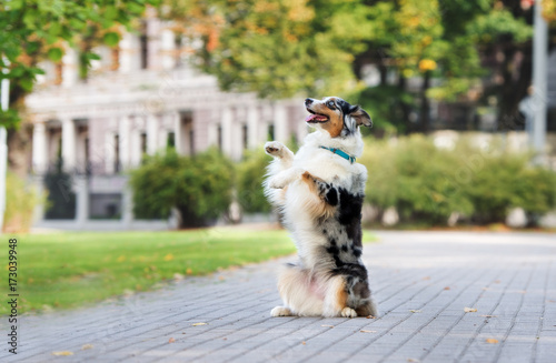 happy dog begging in the park