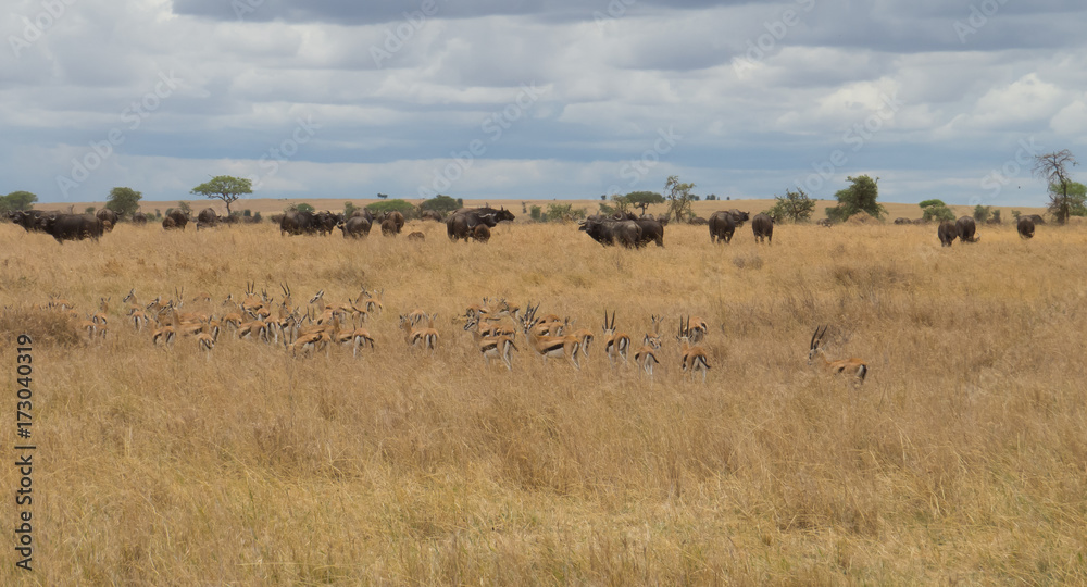 Herd of Thompson's Gazelle grazing in company of Cap Buffalo herd in Serengeti 