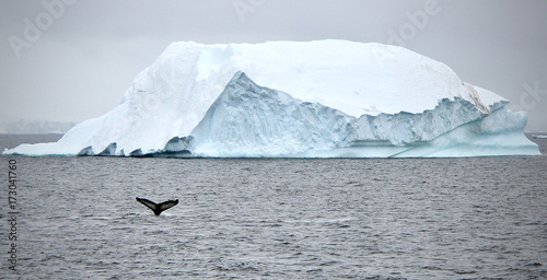 Whales over Antarctica