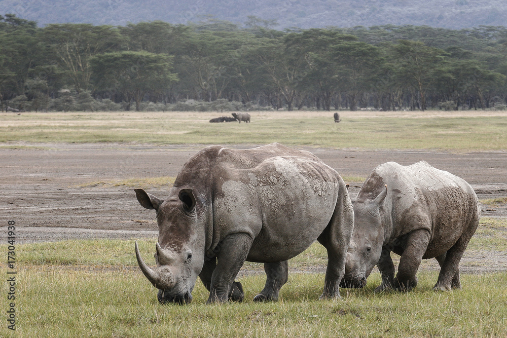 Rhino Rhino