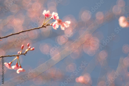 Wild Himalayan Cherry with blue sky and cloud background. Thai sakura blooming during winter in Thailand © Pantira